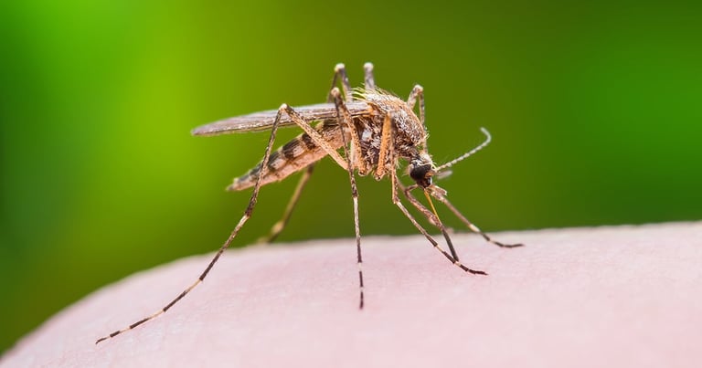 Close-up of a mosquito with brown and tan striped body standing on a light surface against a green background