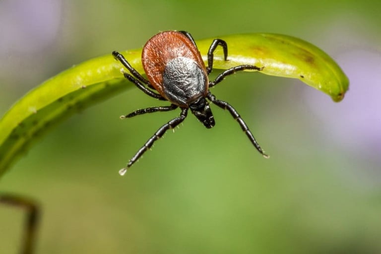 A tick with a reddish-brown body and black legs crawling on a bright green plant stem